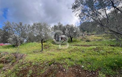 SEFERİHİSAR/GÖDENCE SATILIK ZEYTİNLİK