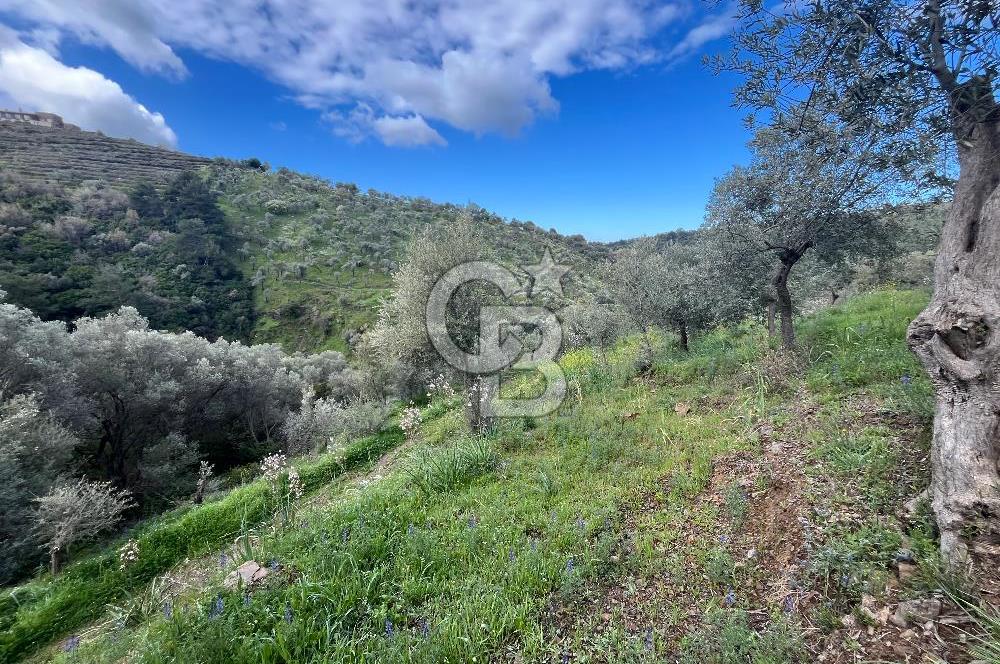 SEFERİHİSAR/GÖDENCE SATILIK ZEYTİNLİK