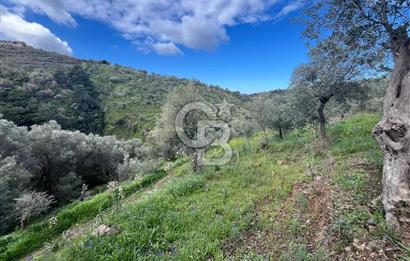 SEFERİHİSAR/GÖDENCE SATILIK ZEYTİNLİK