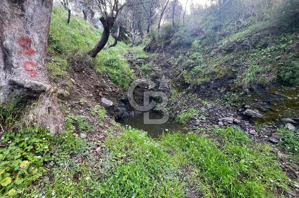 SEFERİHİSAR/GÖDENCE SATILIK ZEYTİNLİK