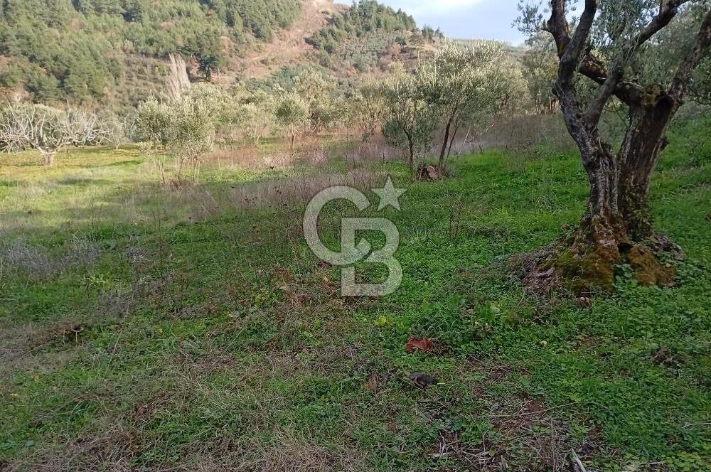 CB CLASS GÜNDOĞDU DENİZ MANZARALI TARLA