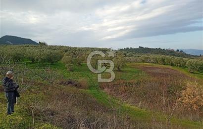 CB CLASS GÜNDOĞDU DENİZ MANZARALI TARLA