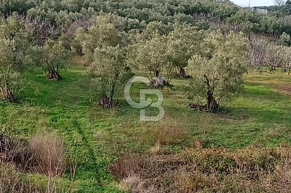 CB CLASS GÜNDOĞDU DENİZ MANZARALI TARLA