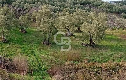 CB CLASS GÜNDOĞDU DENİZ MANZARALI TARLA