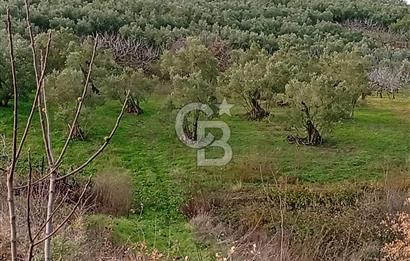 CB CLASS GÜNDOĞDU DENİZ MANZARALI TARLA