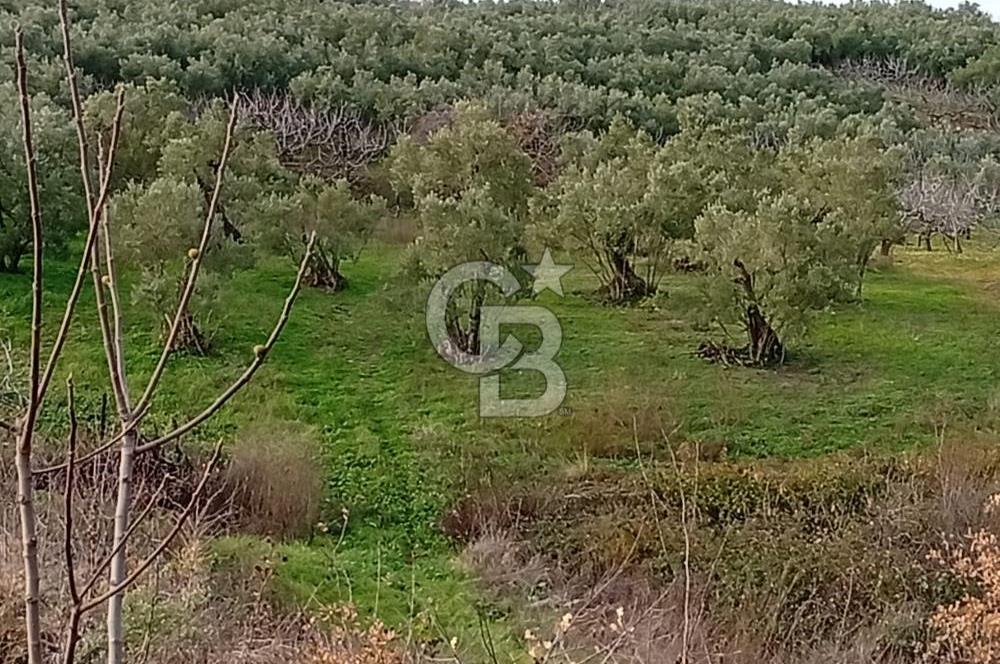 CB CLASS GÜNDOĞDU DENİZ MANZARALI TARLA