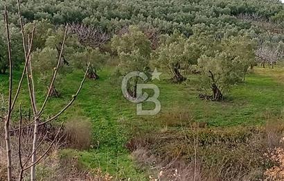 CB CLASS GÜNDOĞDU DENİZ MANZARALI TARLA