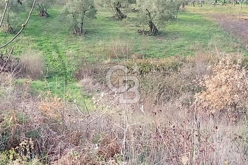 CB CLASS GÜNDOĞDU DENİZ MANZARALI TARLA