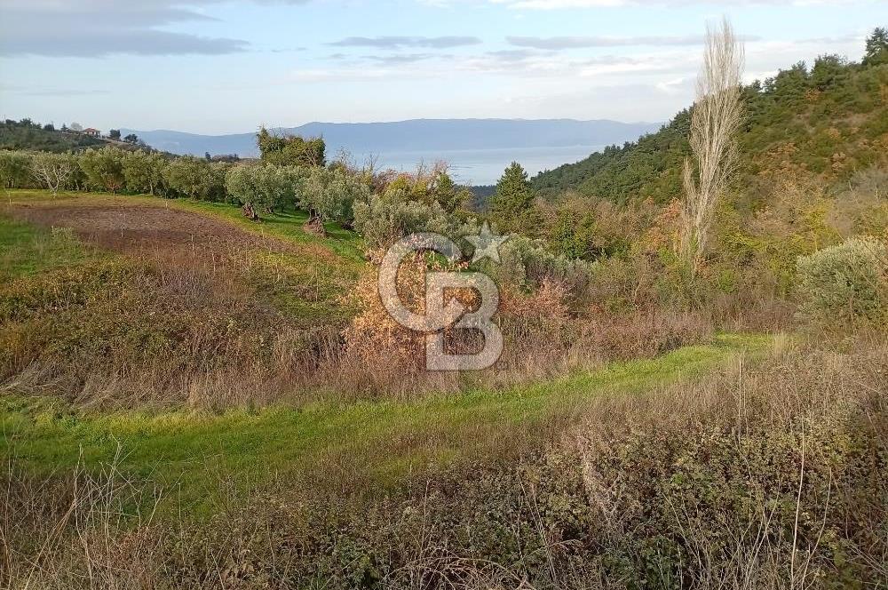 CB CLASS GÜNDOĞDU DENİZ MANZARALI TARLA