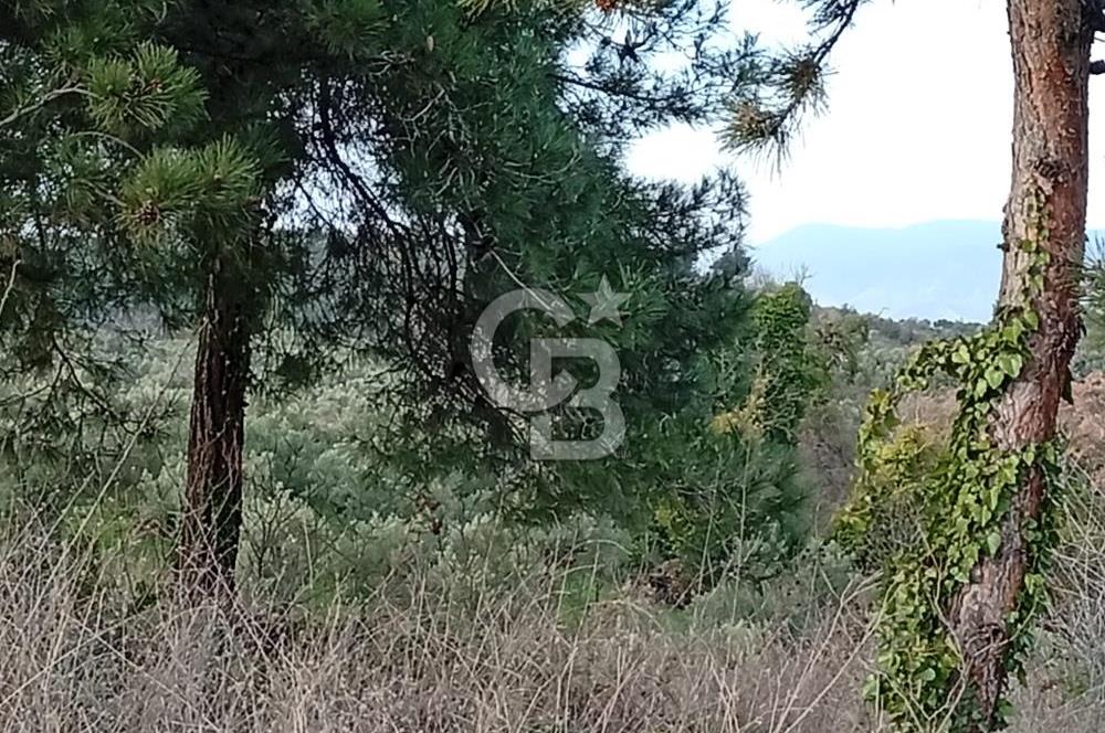 CB CLASS GÜNDOĞDU DENİZ MANZARALI TARLA