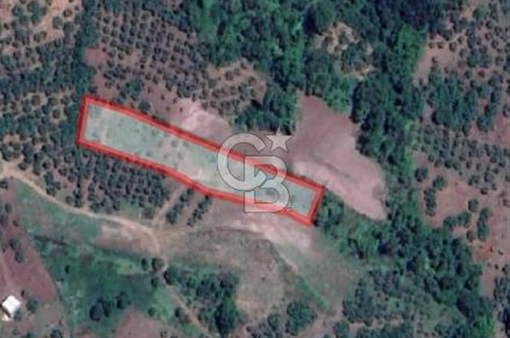 CB CLASS GÜNDOĞDU DENİZ MANZARALI TARLA