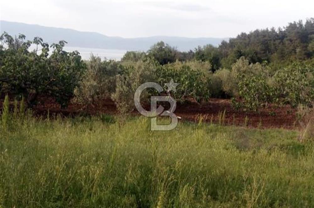CB CLASS GÜNDOĞDU DENİZ MANZARALI TARLA