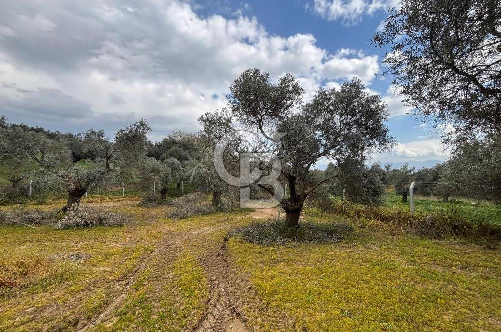 İZMİR BAYINDIR ELİFLİ KÖYÜNDE SATILIK ZEYTİNLİK & İMARLI ARSA