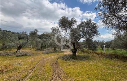 İZMİR BAYINDIR ELİFLİ KÖYÜNDE SATILIK ZEYTİNLİK & İMARLI ARSA