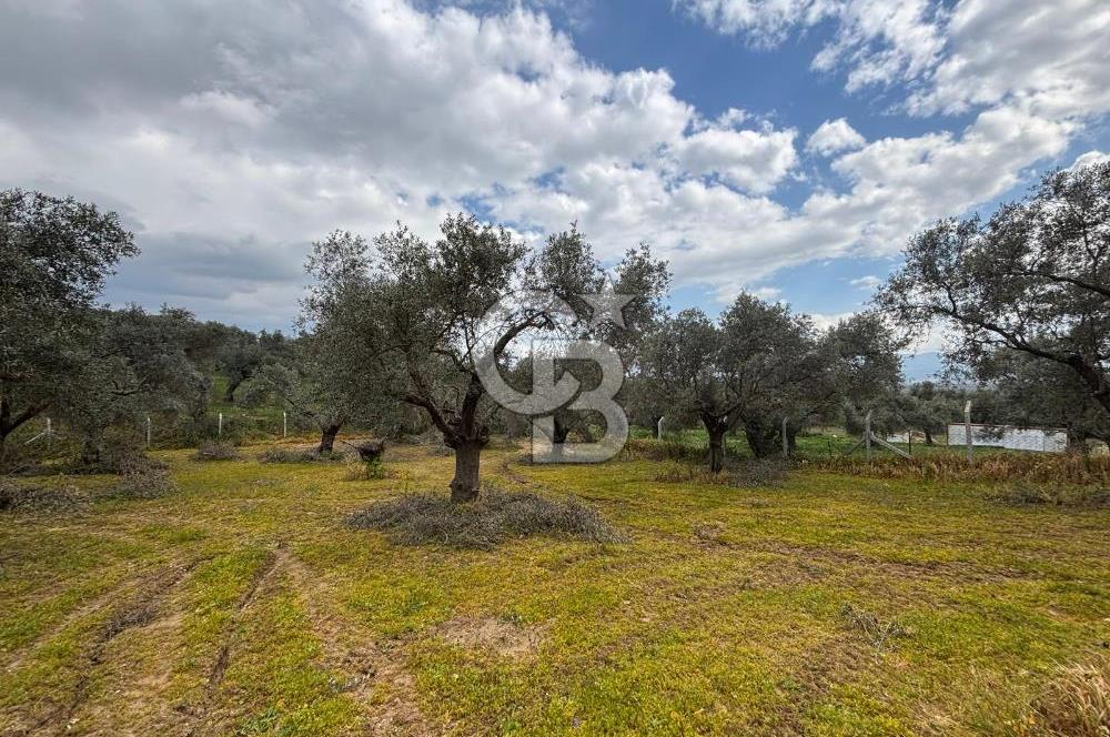 İZMİR BAYINDIR ELİFLİ KÖYÜNDE SATILIK ZEYTİNLİK & İMARLI ARSA