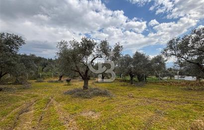 İZMİR BAYINDIR ELİFLİ KÖYÜNDE SATILIK ZEYTİNLİK & İMARLI ARSA