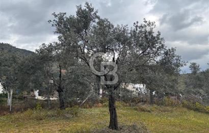 İZMİR BAYINDIR ELİFLİ KÖYÜNDE SATILIK ZEYTİNLİK & İMARLI ARSA