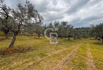 İZMİR BAYINDIR ELİFLİ KÖYÜNDE SATILIK ZEYTİNLİK & İMARLI ARSA - 1 - 342812