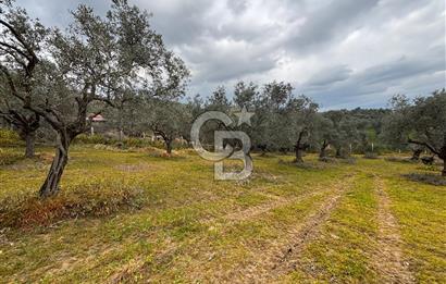 İZMİR BAYINDIR ELİFLİ KÖYÜNDE SATILIK ZEYTİNLİK & İMARLI ARSA