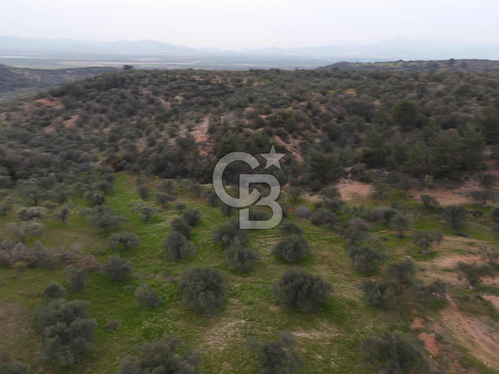 Bergama Zeytindağda Satılık 4.750m² Zeytinlik Köye Yakın