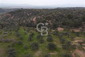 Bergama Zeytindağda Satılık 4.750m² Zeytinlik Köye Yakın - 5 - 342755