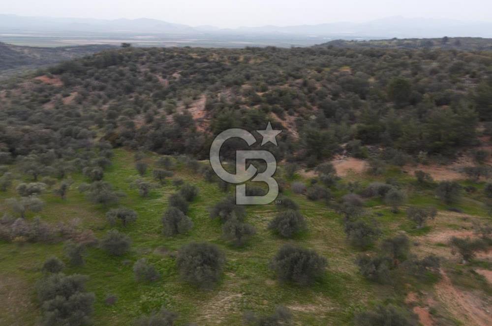 Bergama Zeytindağda Satılık 4.750m² Zeytinlik Köye Yakın