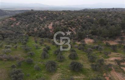 Bergama Zeytindağda Satılık 4.750m² Zeytinlik Köye Yakın