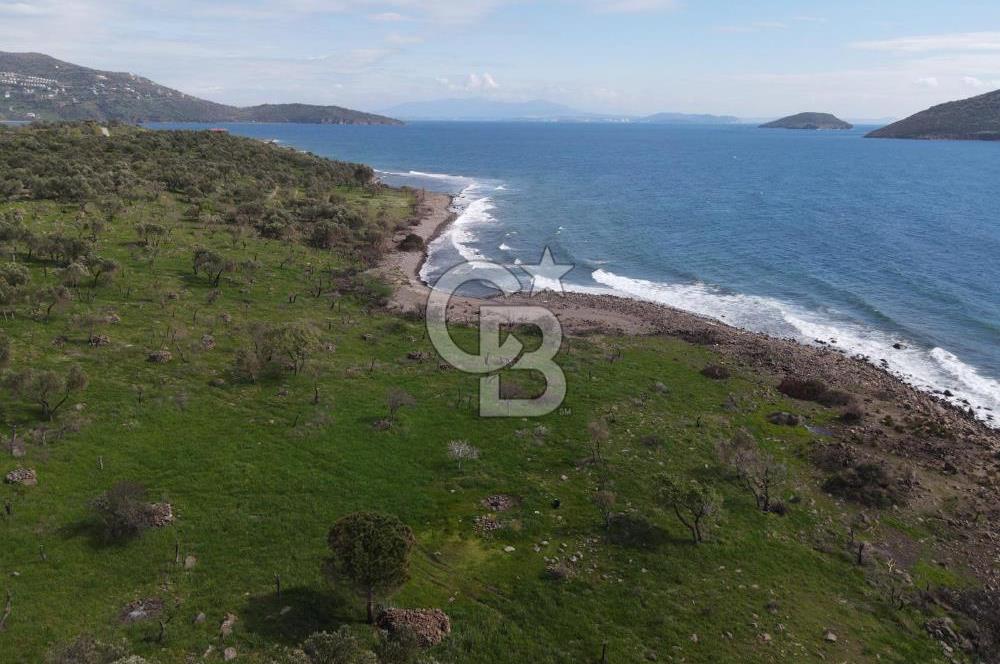 Dikili Denizköyde Denize Sıfır, Yola Cephe Zeytinlik