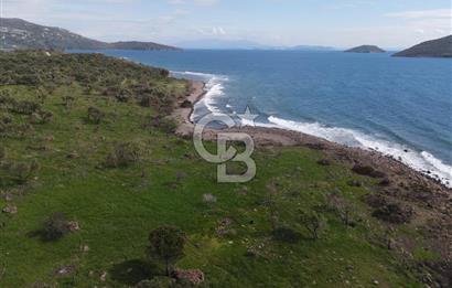 Dikili Denizköyde Denize Sıfır, Yola Cephe Zeytinlik