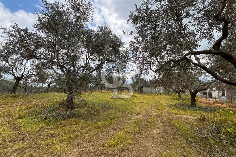 İZMİR BAYINDIR ELİFLİ KÖYÜNDE SATILIK ZEYTİNLİK & İMARLI ARSA