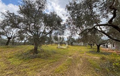 İZMİR BAYINDIR ELİFLİ KÖYÜNDE SATILIK ZEYTİNLİK & İMARLI ARSA