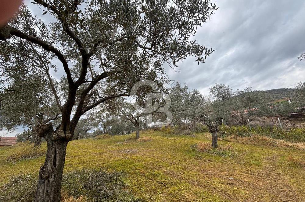 İZMİR BAYINDIR ELİFLİ KÖYÜNDE SATILIK ZEYTİNLİK & İMARLI ARSA