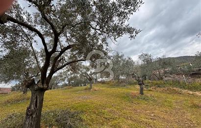 İZMİR BAYINDIR ELİFLİ KÖYÜNDE SATILIK ZEYTİNLİK & İMARLI ARSA