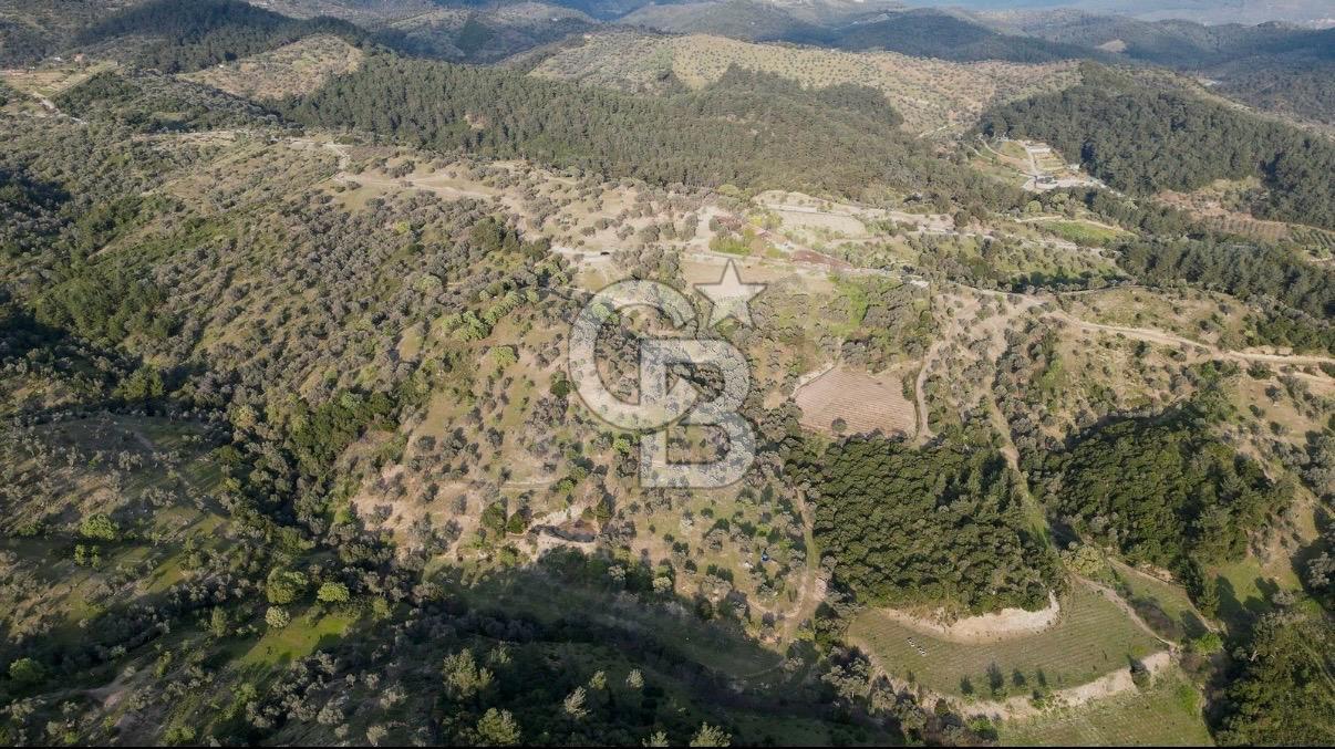 Seferihisar Beylerde 40.000 m2 Müstakil Tapulu Fırsat Zeytinlik