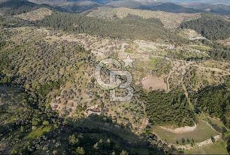 Seferihisar Beylerde 40.000 m2 Müstakil Tapulu Fırsat Zeytinlik - 3 - 342854