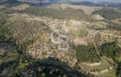 Seferihisar Beylerde 40.000 m2 Müstakil Tapulu Fırsat Zeytinlik