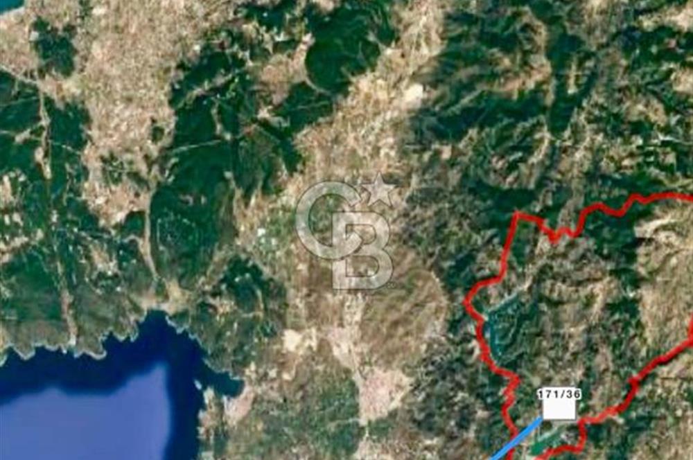 Seferihisar Beylerde 40.000 m2 Müstakil Tapulu Fırsat Zeytinlik
