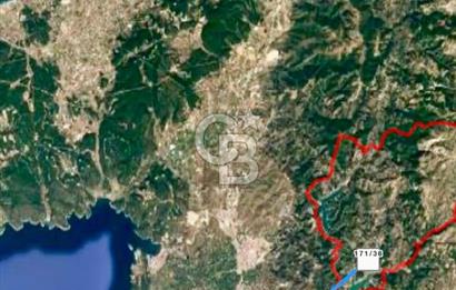 Seferihisar Beylerde 40.000 m2 Müstakil Tapulu Fırsat Zeytinlik