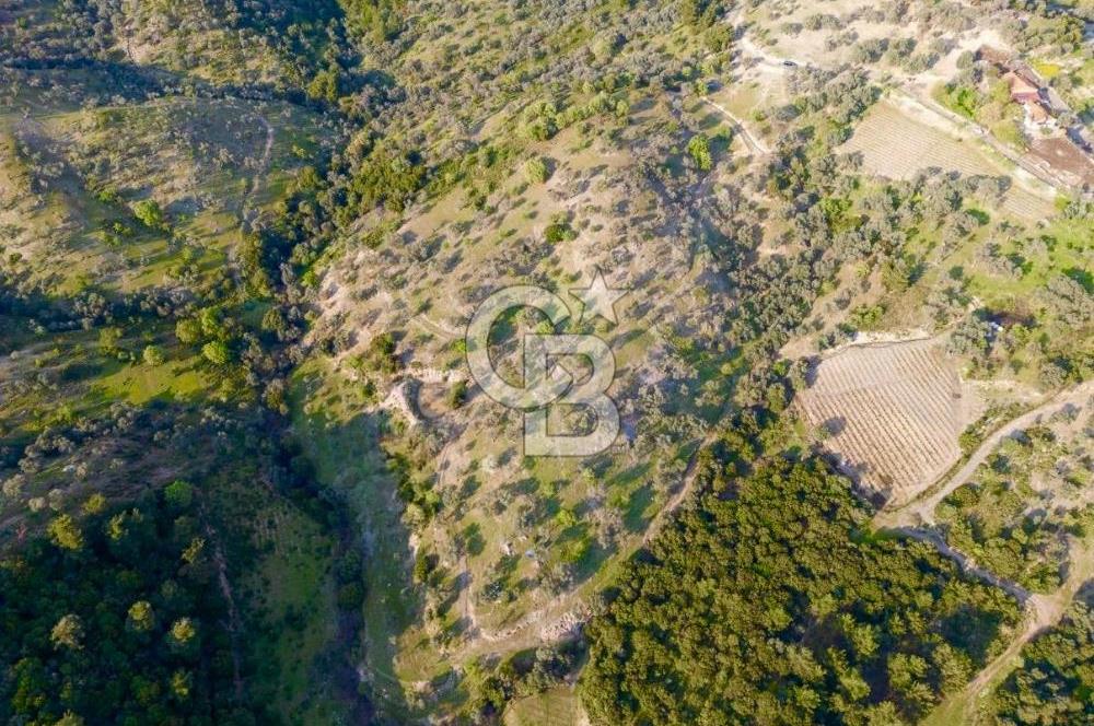 Seferihisar Beylerde 40.000 m2 Müstakil Tapulu Fırsat Zeytinlik