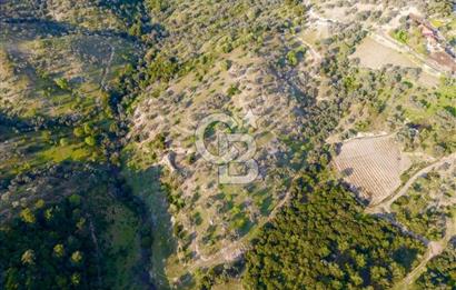 Seferihisar Beylerde 40.000 m2 Müstakil Tapulu Fırsat Zeytinlik