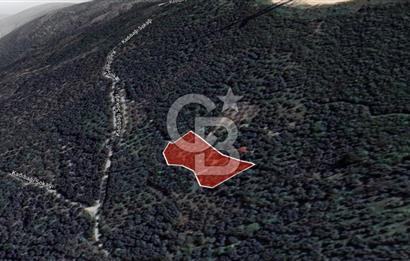 CB LEADER'DAN EDİNCİK'TE DENİZ MANZARALI SATILIK ZEYTİNLİK