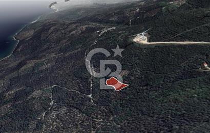 CB LEADER'DAN EDİNCİK'TE DENİZ MANZARALI SATILIK ZEYTİNLİK