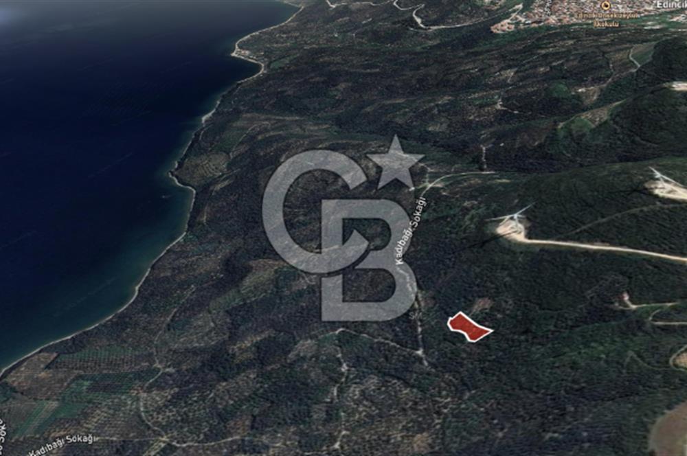 CB LEADER'DAN EDİNCİK'TE DENİZ MANZARALI SATILIK ZEYTİNLİK