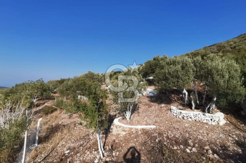 Yenifoça'da Yerleşime Yakın Konumda SatılıkTarla