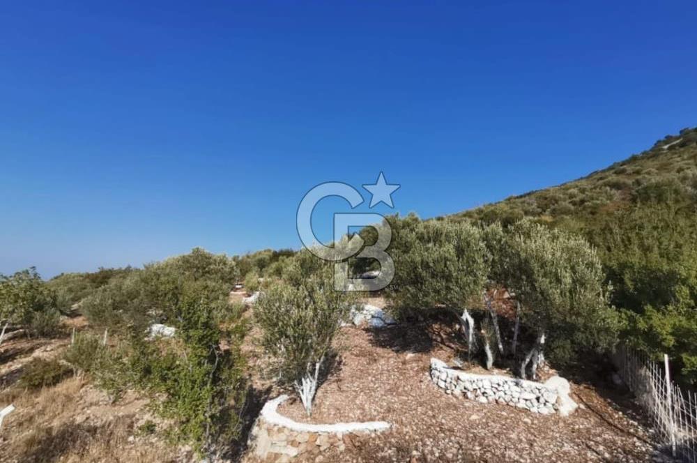 Yenifoça'da Yerleşime Yakın Konumda SatılıkTarla