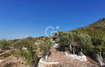 Yenifoça'da Yerleşime Yakın Konumda SatılıkTarla