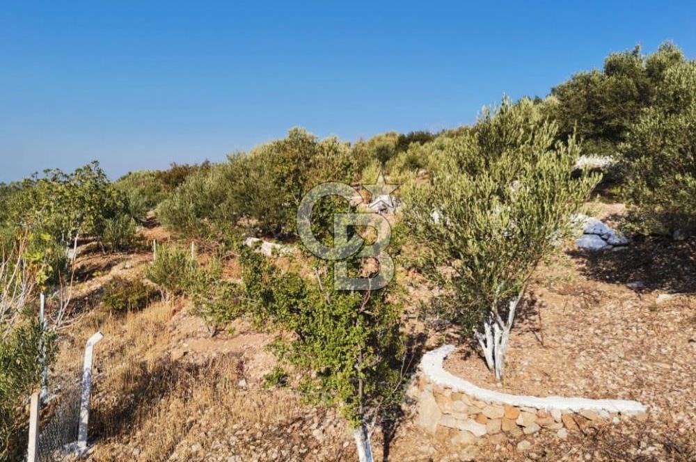 Yenifoça'da Yerleşime Yakın Konumda SatılıkTarla