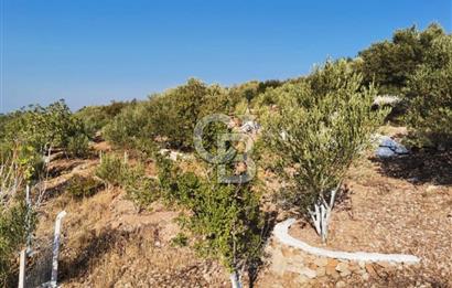 Yenifoça'da Yerleşime Yakın Konumda SatılıkTarla