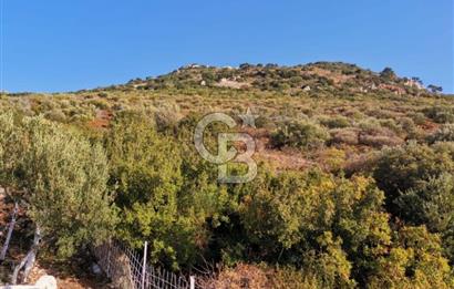 Yenifoça'da Yerleşime Yakın Konumda SatılıkTarla