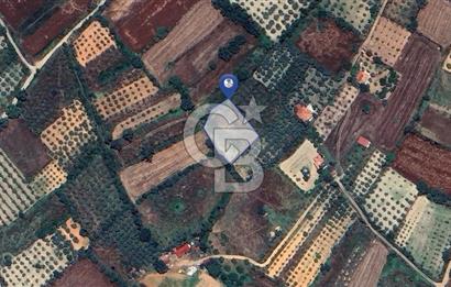 Muğla Menteşe Akkaya Satılık 1453 m² Tarla 